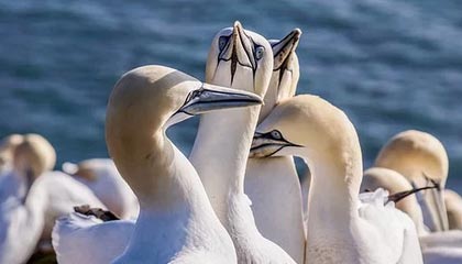 开云-铆足了劲！达米安·琼斯欲隔扣克里斯用力过猛砸飞