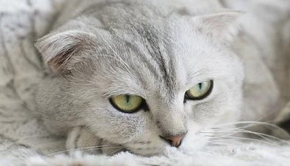 开云-铆足了劲！达米安·琼斯欲隔扣克里斯用力过猛砸飞