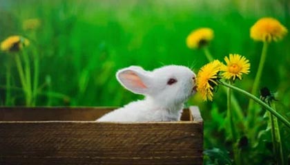 开云-铆足了劲！达米安·琼斯欲隔扣克里斯用力过猛砸飞